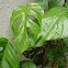 common money plant