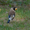 Yellow-billed Grosbeak