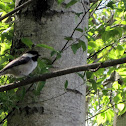 Black Capped Chickadee
