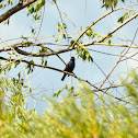 Blue Grosbeak