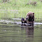 Grizzly Bear