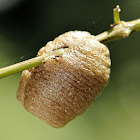 Mantid Ootheca