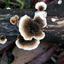 Turkey Tail