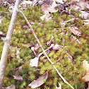 moss