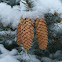 Blue Spruce