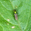 Green Soldier Fly