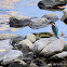 Kingfisher (Martin pescatore)