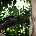 Black Giant Squirrel
