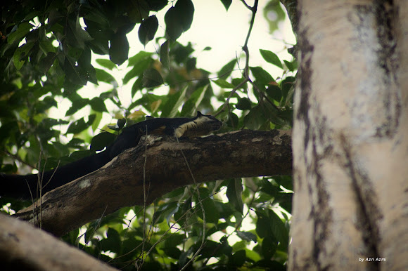 Spotting Image 1