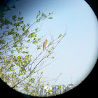 Common Rosefinch
