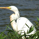Ardea alba Egretta