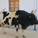 Bull