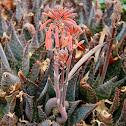 Aloe