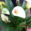 Calla Lily (white)