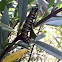 monarch caterpillar