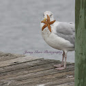 Gull