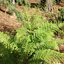 Lady Fern