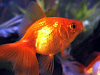 Hermosos Peces Goldfish