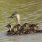 Mottled Duck