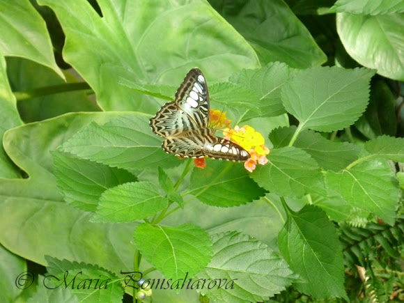 Spotting Image 1