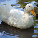 Mallard (Domestic)