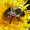 Honey Bee