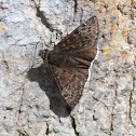 Funereal Duskywing