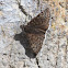 Funereal Duskywing