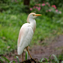 Cattle egret