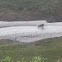 Reindeer/Caribou
