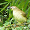 White-browed Bulbul