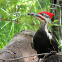Pileated Woodpecker