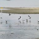 Laughing Gull