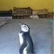 Pingüino