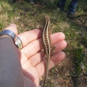 viviparous lizard or common lizard