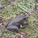 Green Frog