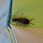 Earwig