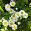 Wild asters
