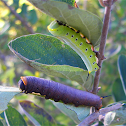 Snowberry Clearwing Moth
