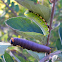 Snowberry Clearwing Moth