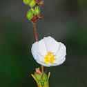 Rosmary rockrose, Romerina