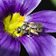 Sweat Bee