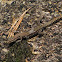 Iberian Wall Lizard