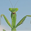 Mantis~
