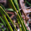 Green tree frog