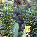 Cornstalk Dracaena