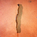 Terrestrial planarian