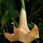 Pink Angel's Trumpet