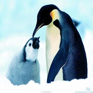 Antarctica Wallpapers HD.apk 3.0.0