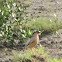 Brahminy Starling